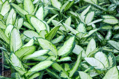 Dieffenbachia, popularly kn...