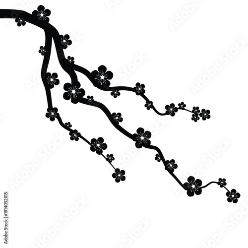 Delicate black silhouette of a blossoming cherry branch against white