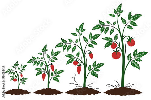 A vector graphic illustration of a tomato plant growing in stages from soil to maturity with green leaves and red tomatoes