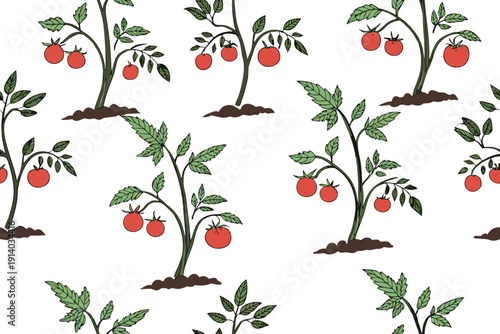 A vector graphic illustration of tomato plants with red tomatoes and green leaves on a white background