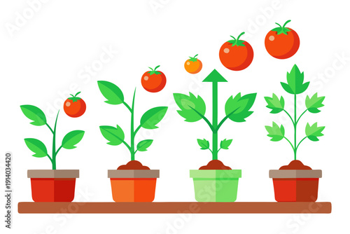 A colorful vector illustration of potted plants with tomatoes growing on a shelf