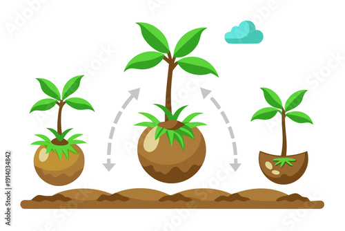 A vector graphic illustrating the growth stages of a plant from seedling to maturity