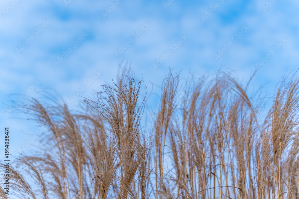 Obraz premium A field of tall grass with a blue sky in the background. The grass is dry and brown