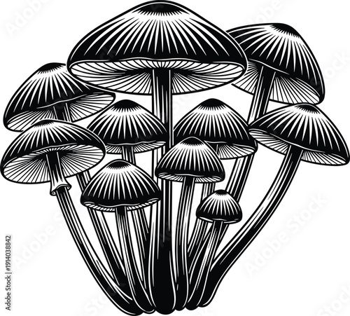 Detailed vintage engraving of wild mushroom cluster, organic forest fungi vector illustration, botanical woodcut style fungus isolated on white background,