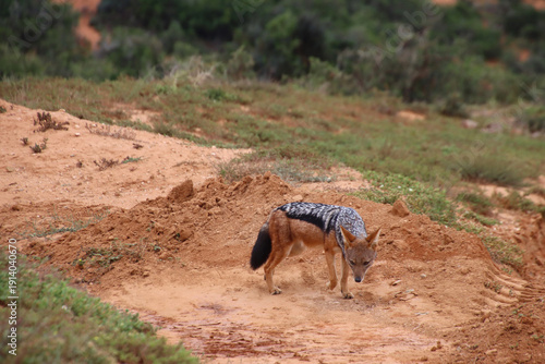 Black-backed jackal standing on sandy soil in Addo Elephant National Park, South Africa. The wild carnivore pauses on disturbed ground in semi-arid vegetation.
