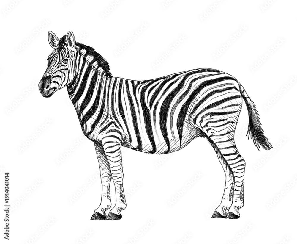 Obraz premium Graphite animal sketch, zebra, stripes, horse, no background, digital, savanna, mammal, PNG, Black and white, pencil, cute, realistic, backgroundless 