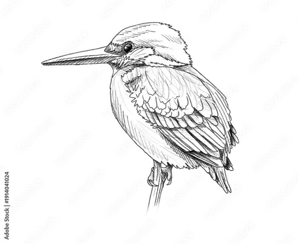 Obraz premium Graphite animal sketch, kingfisher, bird, fisher, no background, digital, water, flying, blue, orange, PNG, Black and white, pencil, cute, realistic, backgroundless 