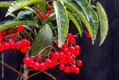 Himalayan coralberry, a lovely ornamental shrub with green leaves