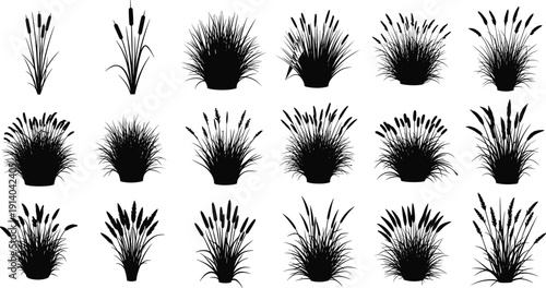 Black set of marsh grass and cattail plant silhouettes isolated on white background for wetland nature landscape design, botanical reeds vector elements for outdoors