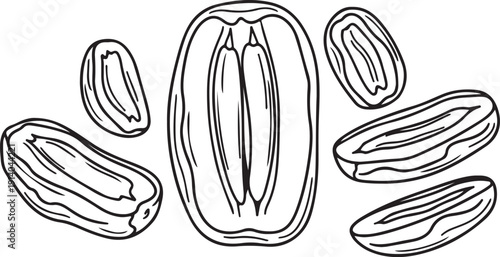Vanilla beans are scattered around a vanilla pod in this simple black and white illustration showcasing the beauty of the spice