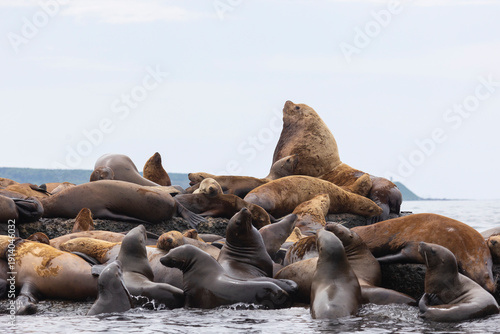Canvas Print Steller sea lion's rookery. Nevelsk, Sahalinskaya Oblast, Russia