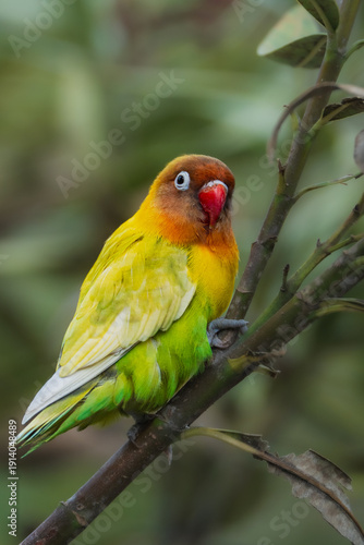 red and yellow macaw