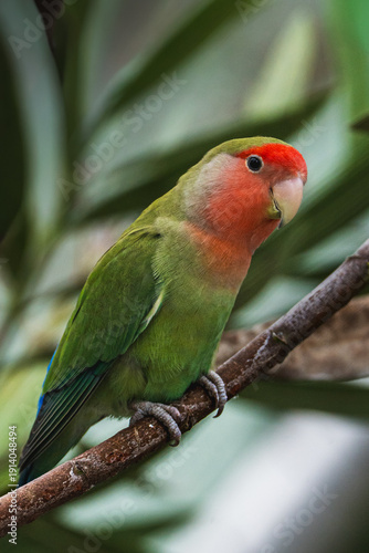 scarlet macaw parrot