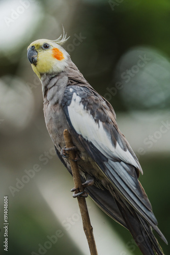 bird of prey