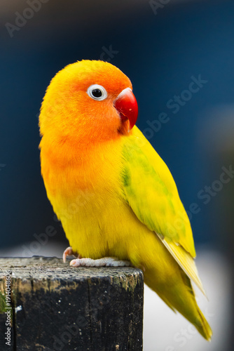 yellow and green parrot