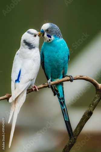 blue and yellow macaw