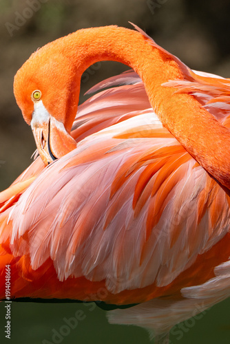 close up of flamingo