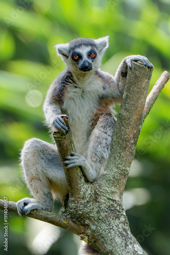 ring tailed lemur