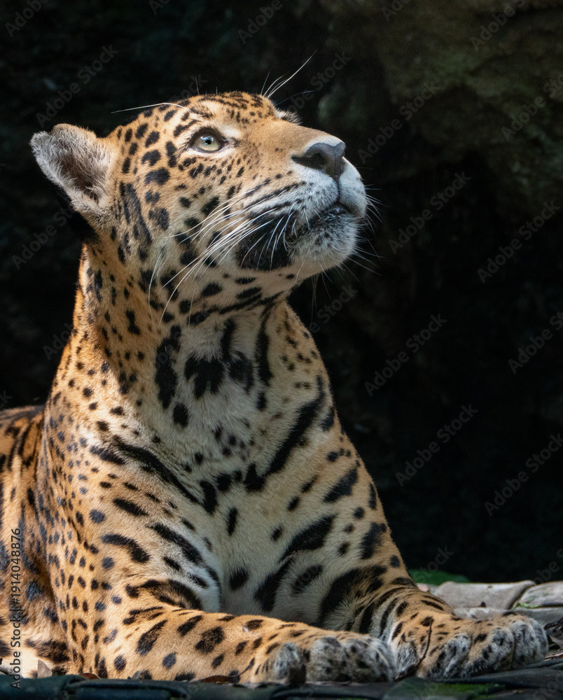 Obraz premium Leopard