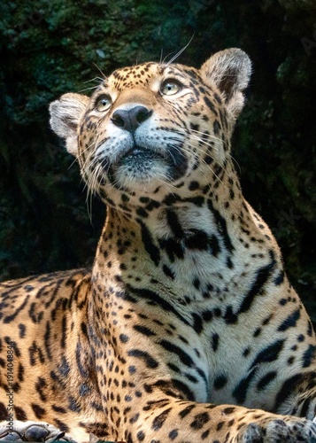 portrait of a leopard