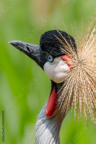 grey crowned crane