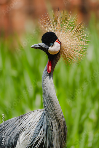 grey crowned crane
