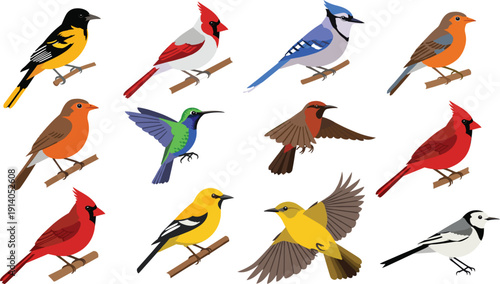 Colorful songbird species collection perched and flying, including cardinal, blue jay, robin, hummingbird, and finch vector illustration