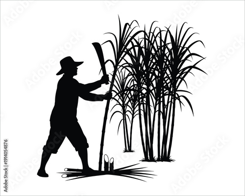 Harvesting sugarcane with a sickle