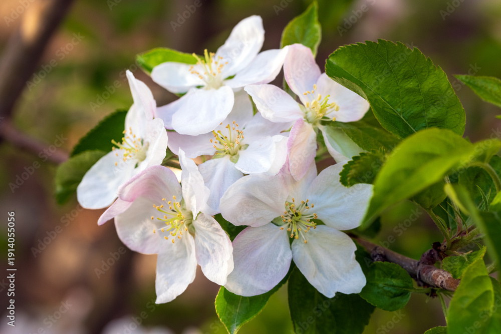 Fototapeta premium Apple Tree in Bloom in Spring Garden
