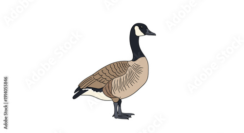 A detailed vector illustration of a single Canada goose standing in profile on a clean isolated white background.
