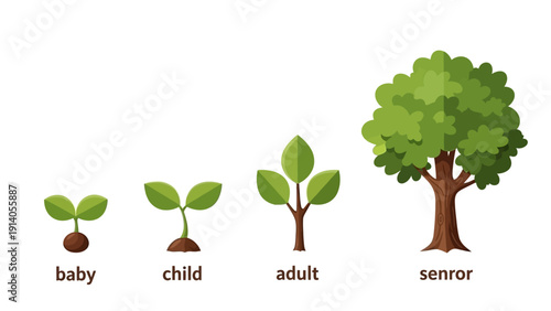 tree life cycle illustration showing plant growth stages from seedling to mature tree representing natural development.