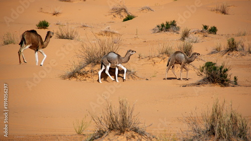 Photography Herd of female dromedary camels (Camelus dromedarius) with babies in the Sahara