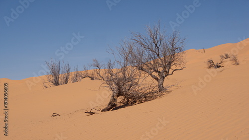 Dry, scrubby bush growing in the Sahara Desert, outside of Douz, Tunisia