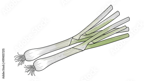 Detailed drawing of two fresh green onions or leeks highlights healthy organic vegetables for cooking and diet.