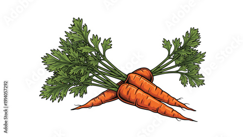 Two fresh orange carrots with green leafy tops crossed over each other in a detailed hand-drawn illustration style.