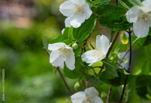 Philadelphus pubescens Lois...