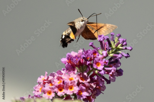 Taubenschwänzchen an Schmetterlingsflieder