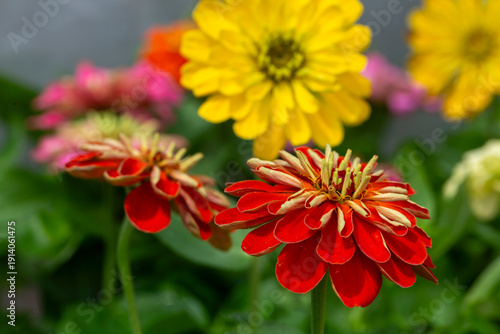 Zinnia is a genus belonging...
