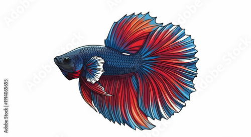 A vibrant Siamese fighting fish displays its majestic flowing fins in shades of red and blue