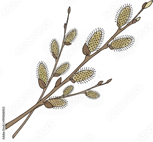 A stylized illustration of pussy willow branches with soft, fuzzy catkins and buds