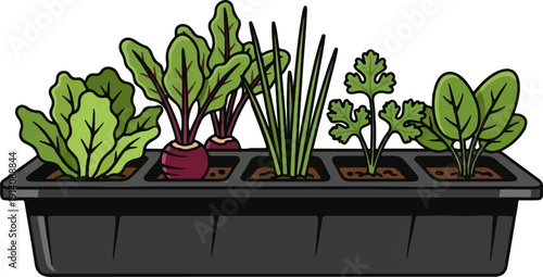 Assortment of young, healthy vegetable seedlings growing in a black propagation tray