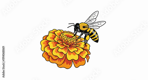 A bee with black and yellow stripes collects nectar from a vibrant orange flower