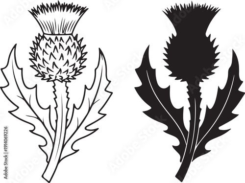 A detailed black and white illustration depicts two different thistle plants with spiky flower heads and leaves