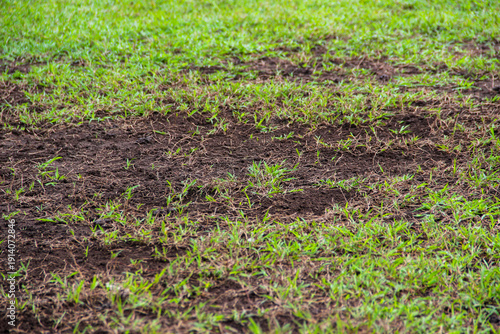 Damage to the grass field due to continuous use, need maintenance of football field grass