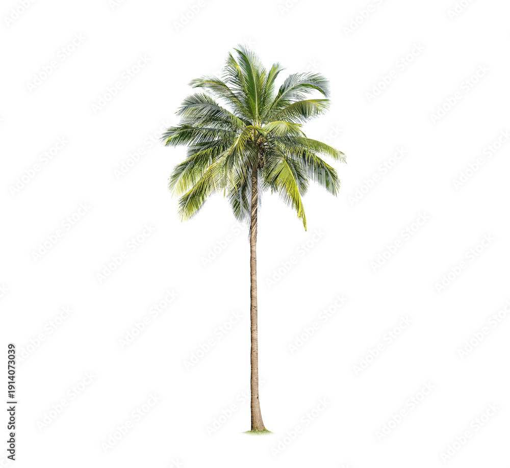 Fototapeta premium Green palm tree isolated on transparent background with clipping path, single palm tree with clipping path and alpha channel. are Forest and foliage in summer for both printing and web pages.
