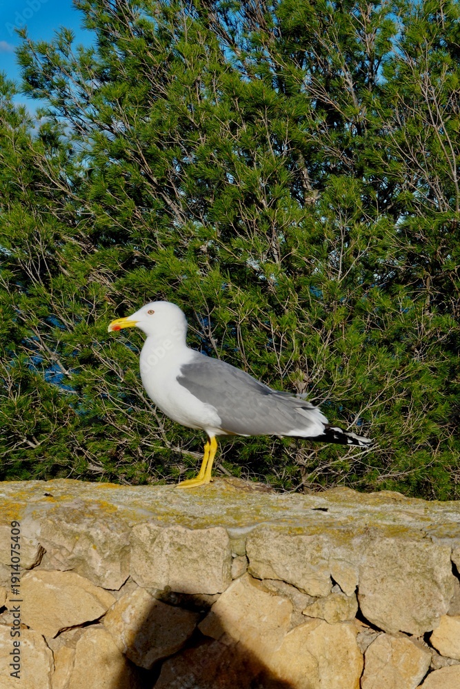Fototapeta premium Seagull resting on a rustic stone wall 