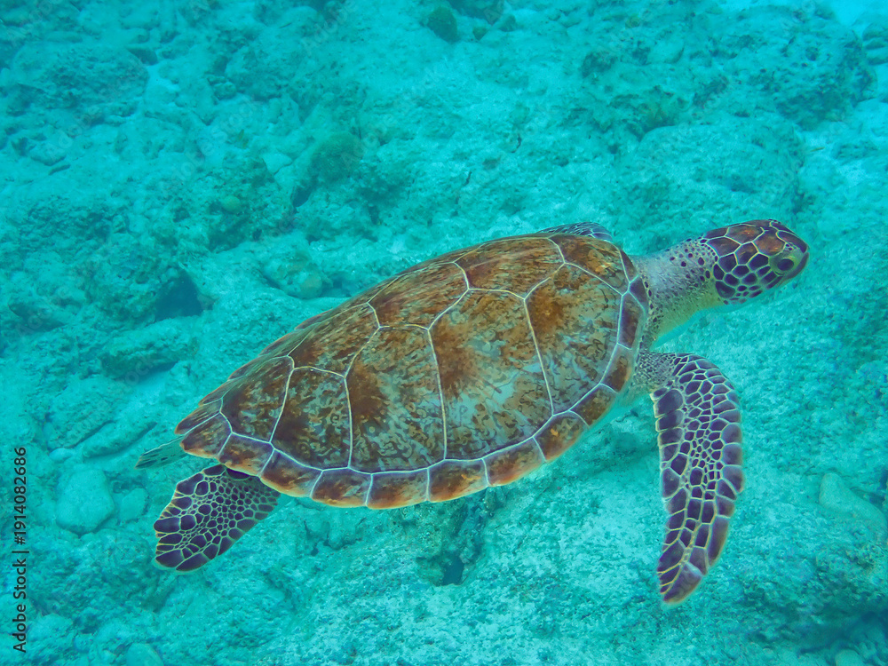 Obraz premium Snorkeling with green sea turtles (Chelonia mydas), 1000 steps beach, Bonaire, Southern Caribbean Sea