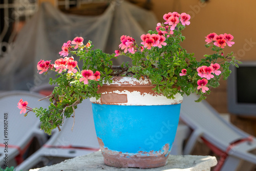 Blooming geranium flower va...