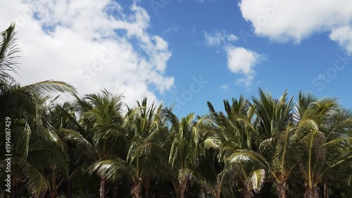 Beautiful green palm trees blowing in the wind with blue skies and clouds in the background in Cancun, Mexico
