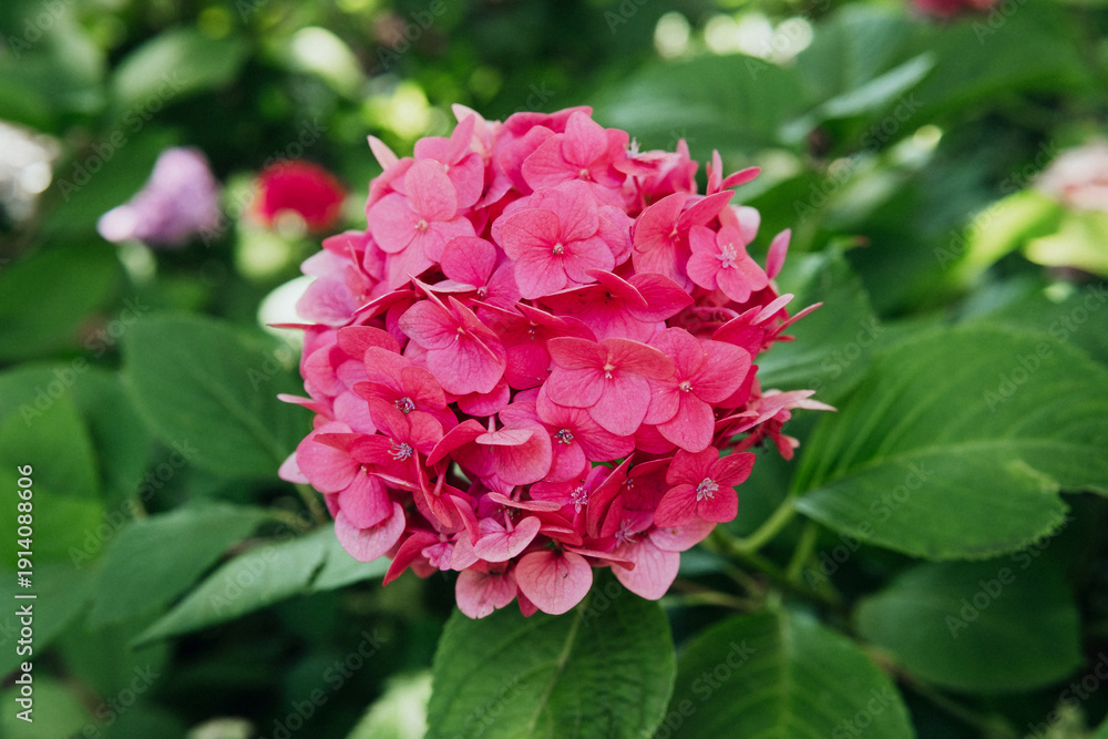 Fototapeta premium Pink hydrangea macrophylla flowers blooming for garden decoration and romantic floral concept